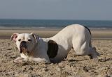 BOULEDOGUE AMERICAIN 221
